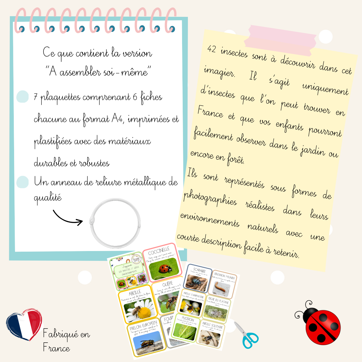 Imagier - Les insectes