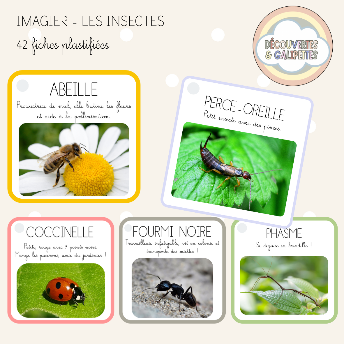 Imagier - Les insectes