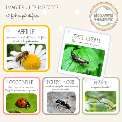 Imagier - Les insectes