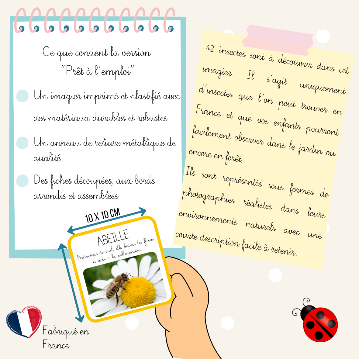 Imagier - Les insectes