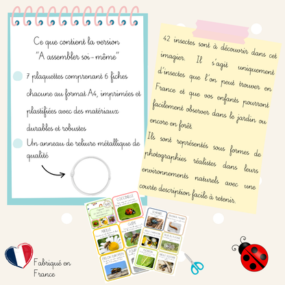 Imagier - Les insectes